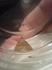 Udea fulvalis
