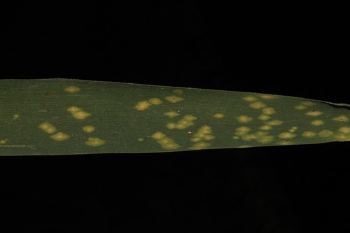 Representative image of Scirrhia