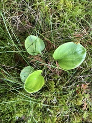 Parnassia glauca