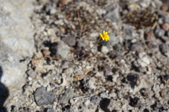 Layia septentrionalis