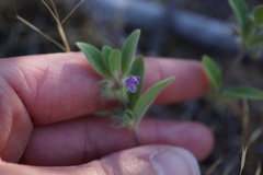 Trichostema oblongum