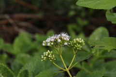 Aristeguietia lamiifolia