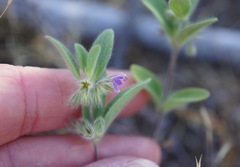 Trichostema oblongum