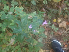 Desmodium obtusum