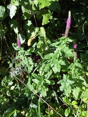 Teucrium hircanicum