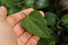 Aristeguietia lamiifolia