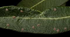 Ceroplastes japonicus
