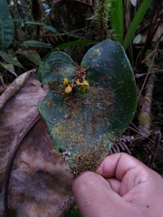 Pleurothallis cordata