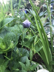 Platycodon grandiflorus