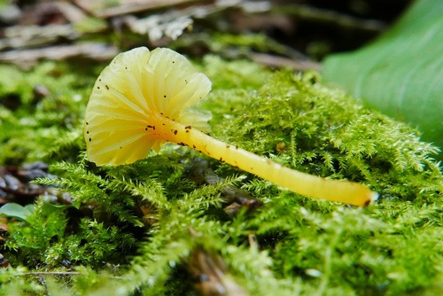 Hygrocybe parvula