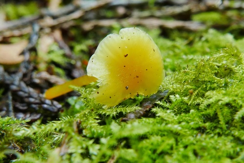 Hygrocybe parvula (Photo 2 of 2)
