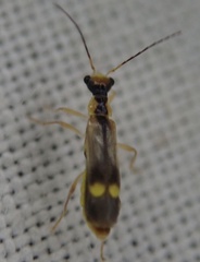 Malthinus seriepunctatus