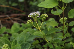 Aristeguietia lamiifolia