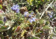 Gilia capitata pacifica