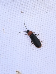 Silis ruficollis