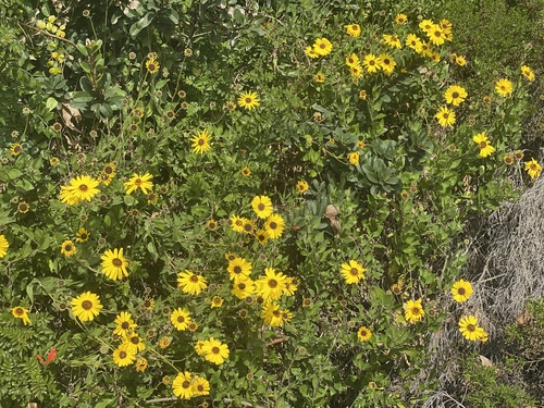 iNaturalist observation photo of California brittlebush