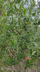 Baccharis heterophylla