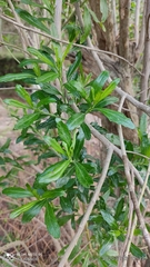 Baccharis heterophylla