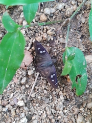 Polygonus leo arizonensis