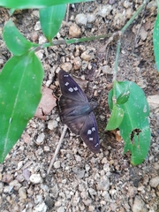 Polygonus leo arizonensis