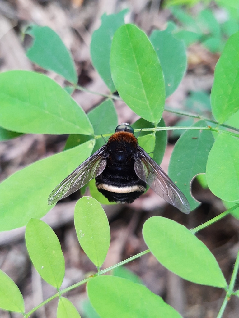 Bryodemina fasciata
