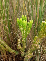 Phlegmariurus capellae