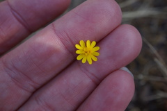 Layia septentrionalis