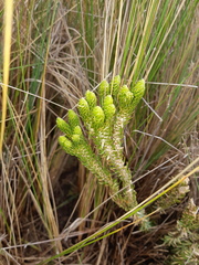 Phlegmariurus capellae