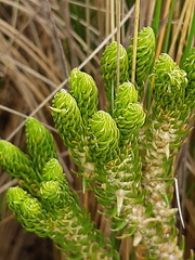 Phlegmariurus capellae