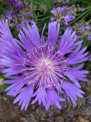 Stokesia