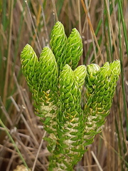 Phlegmariurus capellae