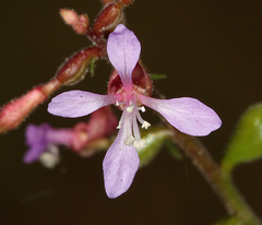 Clarkia heterandra