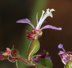 Clarkia heterandra