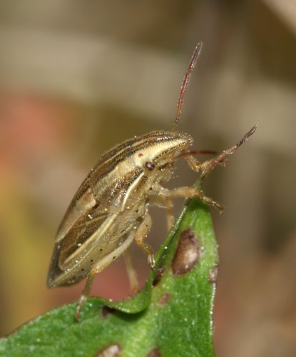 Smailiagalvė Skydblakė nuotrauka