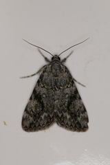 Catocala amica
