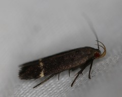 Anacampsis lupinella