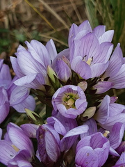 Gentianella foliosa
