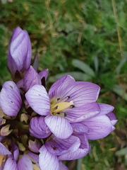Gentianella foliosa
