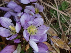 Gentianella foliosa
