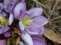 Gentianella foliosa