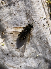 Stratiomys singularior