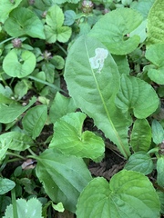 Liriomyza taraxaci