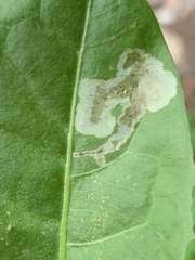 Liriomyza taraxaci