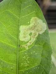 Liriomyza taraxaci