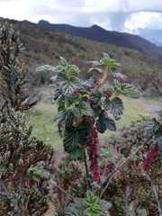 Ribes hirtum