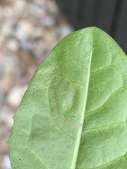 Liriomyza taraxaci