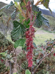 Ribes hirtum