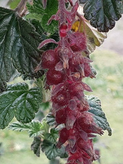 Ribes hirtum