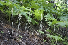 Cephalanthera austiniae