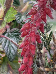 Ribes hirtum